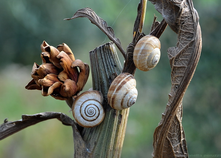 Carellata di Gasteropoda